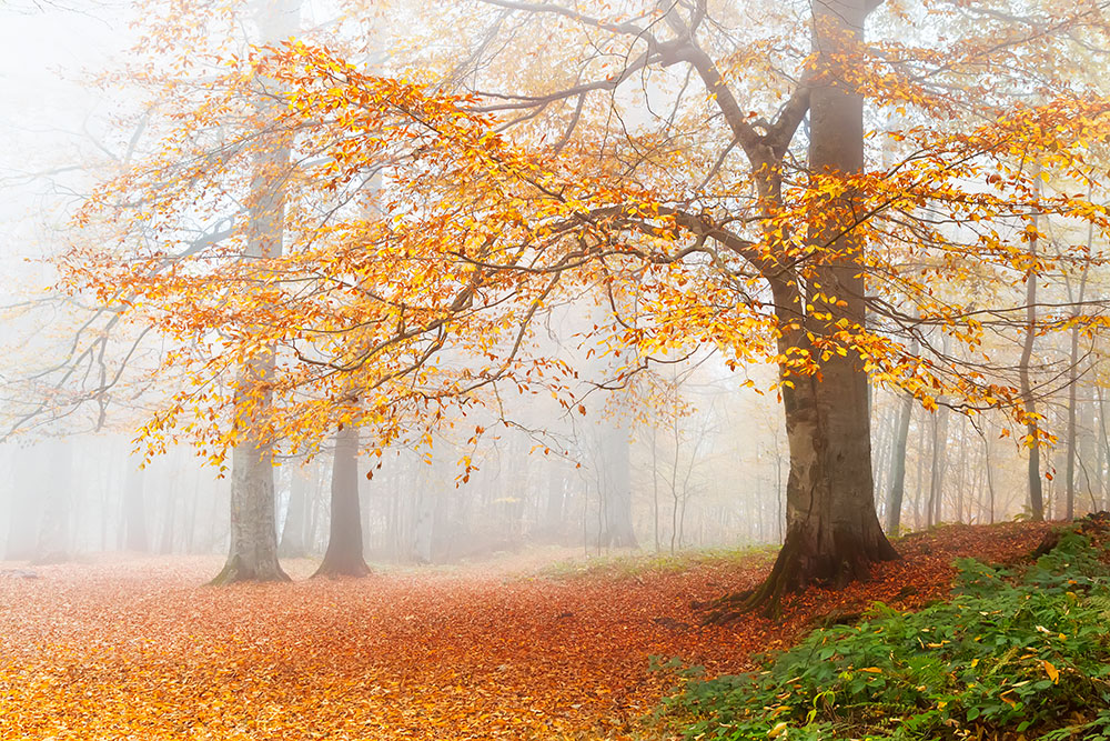 Braziliya jinsiy aloqa seriyasi